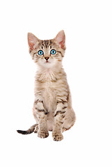 Image showing Cute blue eyed tabby kitten