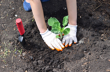 Image showing planting