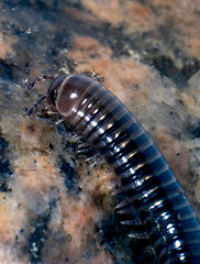 Image showing Millipede