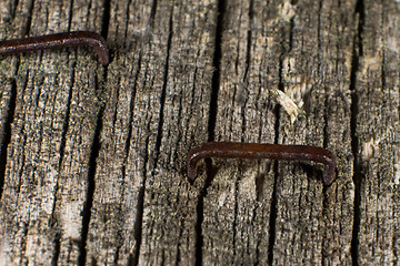 Image showing Rusty staples