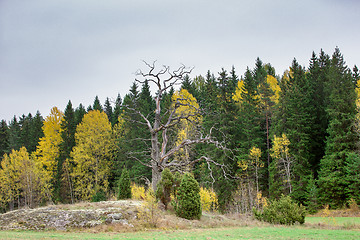 Image showing Fall colors