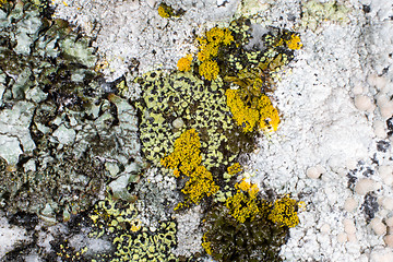 Image showing Lichen on a rock