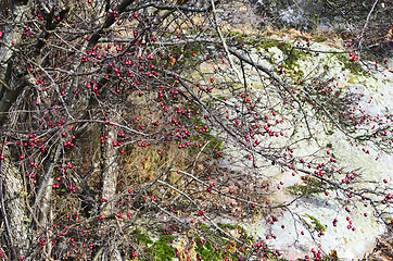 Image showing  red berry