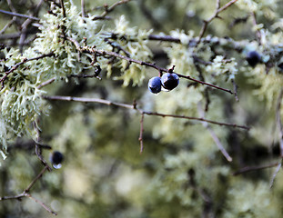 Image showing  last bonds berries