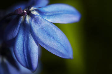 Image showing Blue flower
