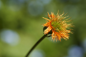 Image showing Orange flower