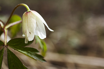 Image showing wood anemone