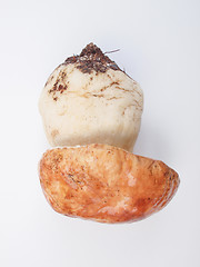 Image showing Porcini Mushroom