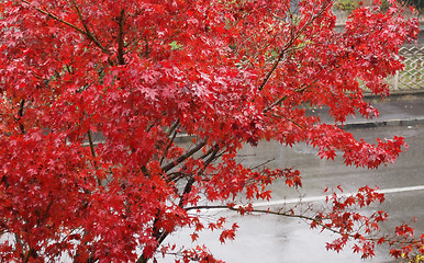 Image showing Canarian maple tree