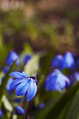 Image showing Siberian Squill