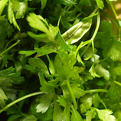 Image showing Parsley