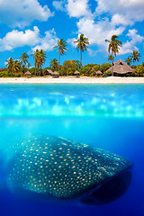 Image showing Whale shark below