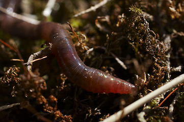 Image showing earthworm