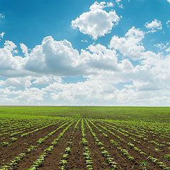 Image showing agriculture field with green little shots under cloudy sky