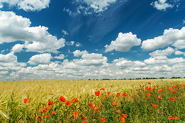 Image showing red poppies on field under deep blue sky