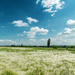 Image showing green mat grass and blue sky