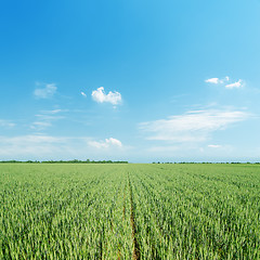 Image showing green agriculture field and light blue sky