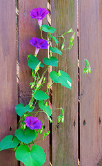 Image showing Flowers on the fence.