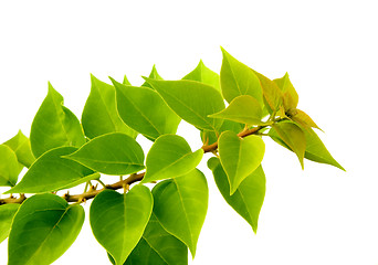 Image showing Leaves

