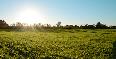 Image showing Low fall sun shines over a green meadow