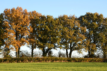 Image showing Trees turning to fall colors in the countryside