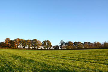 Image showing Green farm field edged by fall trees