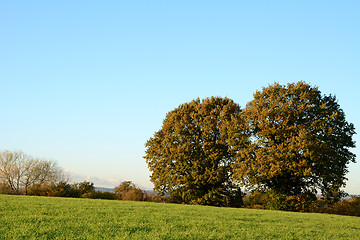Image showing Green field with two oak trees on a bright fall day