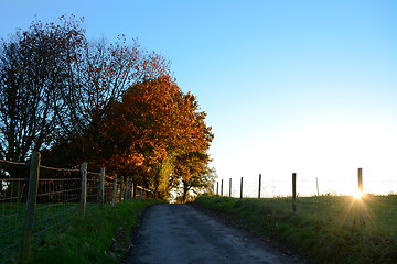 Image showing Path leading uphill to sunlit autumn trees at sundown