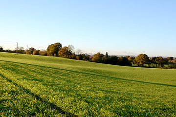 Image showing Vibrant green farm field in warm fall sunlight