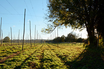 Image showing Empty hop garden after harvest