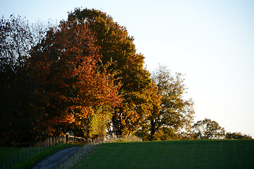 Image showing Fall trees on a hilltop lit by the setting sun
