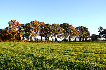 Image showing Fall trees edge a farm field 