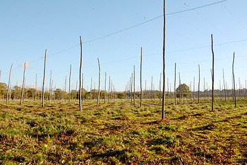 Image showing Autumn view of an empty hop garden after harvest