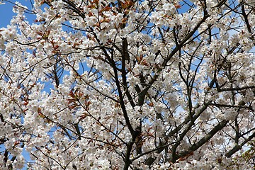 Image showing Kyoto cherry blossom