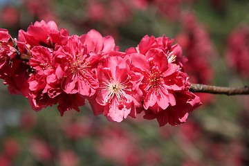 Image showing Pink cherry blossom