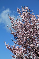 Image showing Cherry blossom in Japan