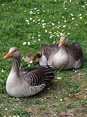 Image showing White-fronted Goose (Anser albifrons)