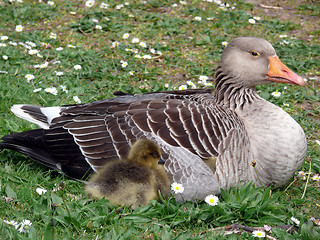 Image showing White-fronted Goose (Anser albifrons)