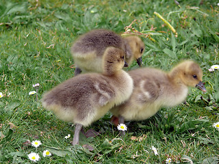 Image showing White-fronted Goose (Anser albifrons)