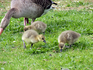 Image showing White-fronted Goose (Anser albifrons)