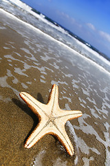 Image showing Beach Starfish