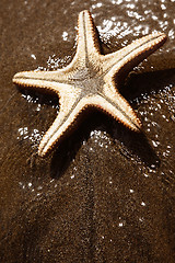 Image showing Beach Starfish