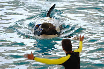 Image showing Killer whale and trainer