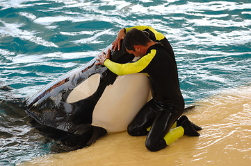 Image showing Man and killer whale