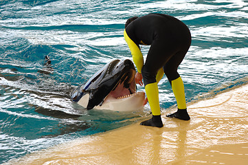 Image showing Man and killer whale