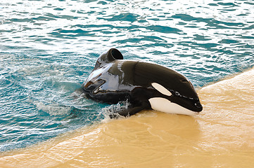 Image showing Killer whale