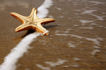 Image showing Beach Starfish