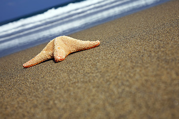 Image showing Beach Starfish