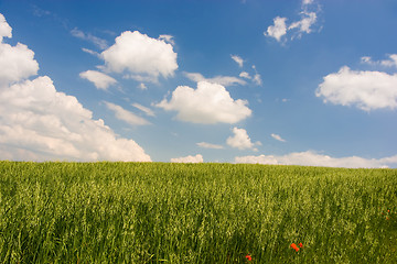 Image showing Green Landscape