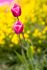 Image showing Tulips